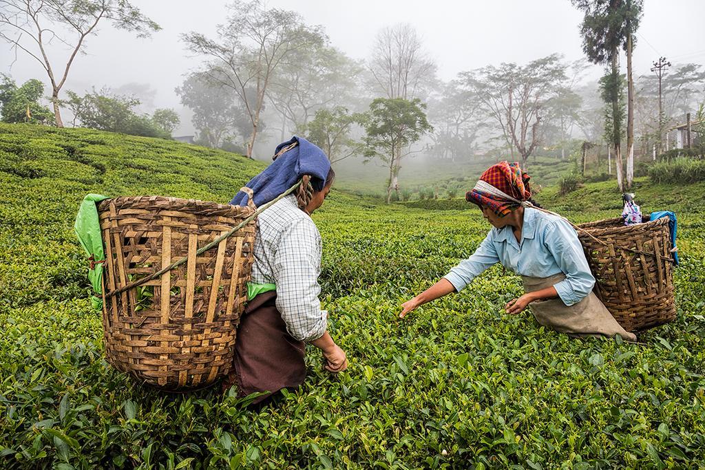 Ging Tea House Pensionat Darjeeling  Exteriör bild