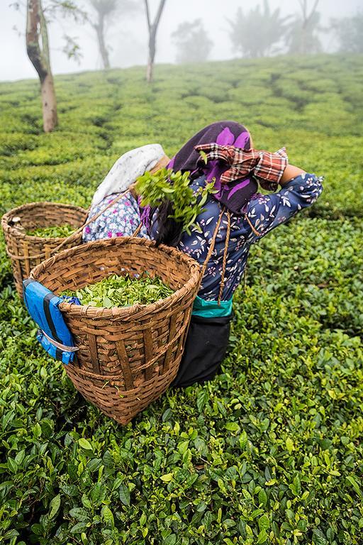 Ging Tea House Pensionat Darjeeling  Exteriör bild