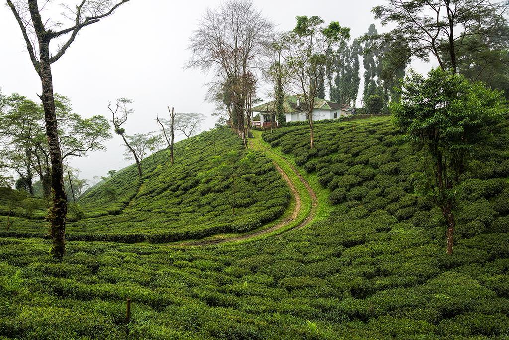 Ging Tea House Pensionat Darjeeling  Exteriör bild